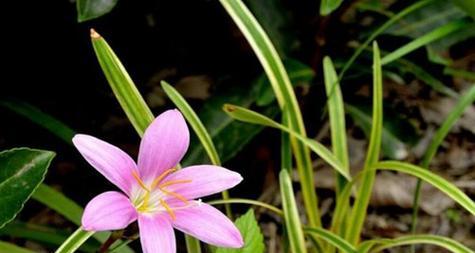 韭菜莲冬天开花吗?韭菜莲的花期和开花时间是什么时候?
