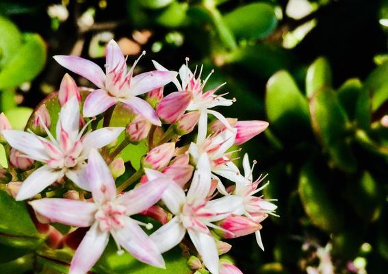 燕子掌多久开花一次?燕子掌的花期和开花次数是多少?