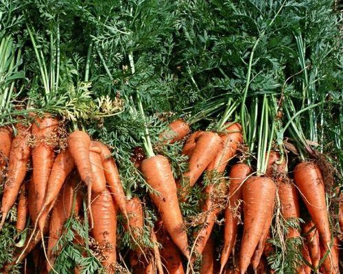 红萝卜种植时间和方法是什么?红萝卜种植注意事项有哪些?