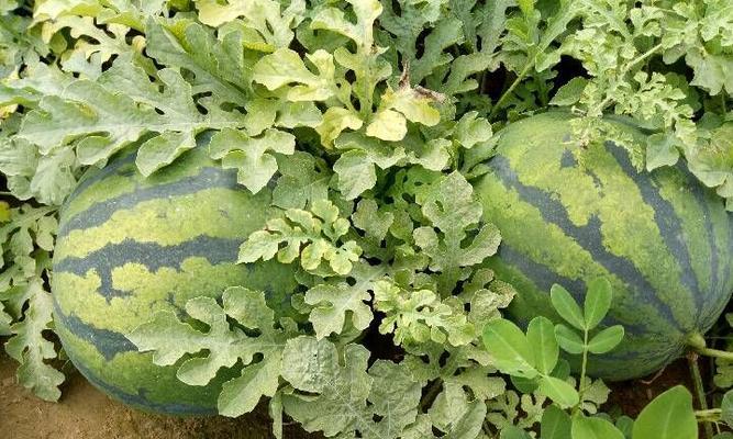 青岛盛产什么农作物?青岛的农作物有哪些?