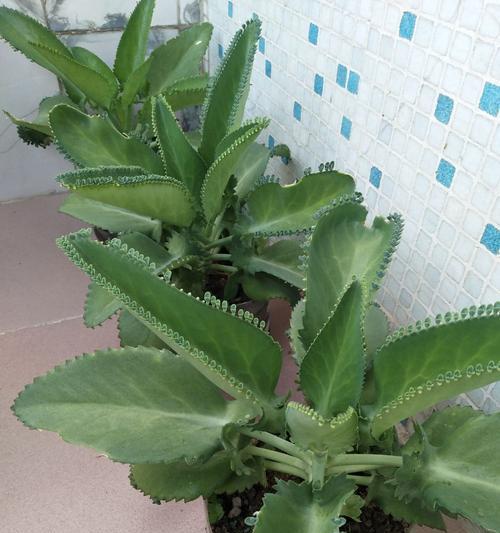 落地生根怎么养好看?落地生根养护技巧有哪些?