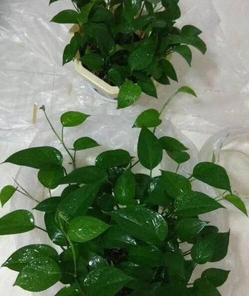 绿萝叶子开裂怎么办?绿萝叶子开裂的原因和处理方法是什么?