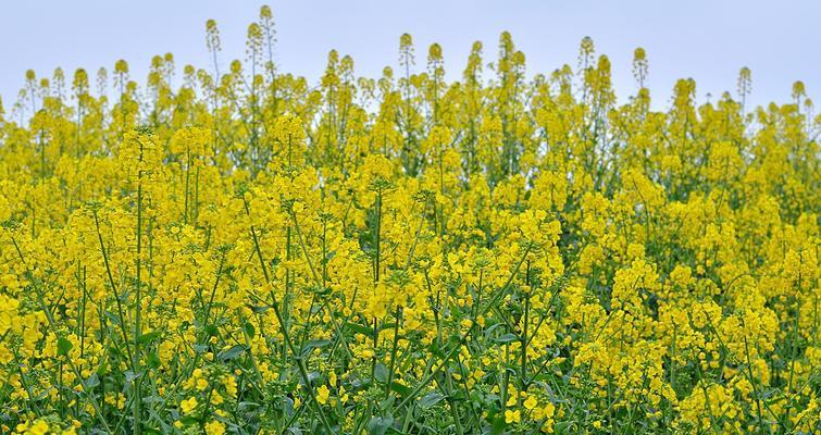 油菜花是被子植物吗?油菜花的植物分类是什么?