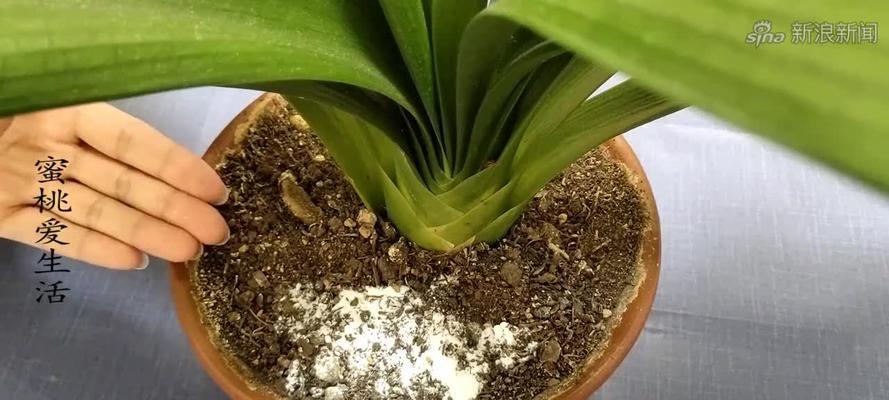 苏打水可以浇花吗?苏打水浇花的注意事项是什么?