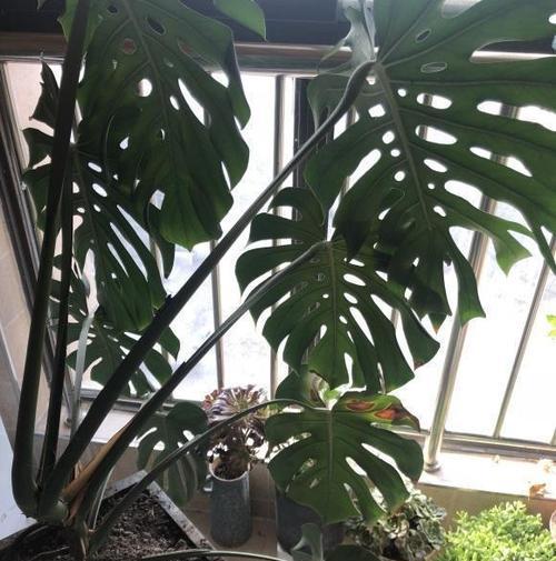 龟背竹用什么花盆好看?龟背竹花盆选择和搭配方法是什么?