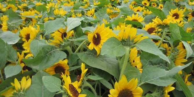 向日葵生长在什么地方?向日葵的产地和生长环境是什么?