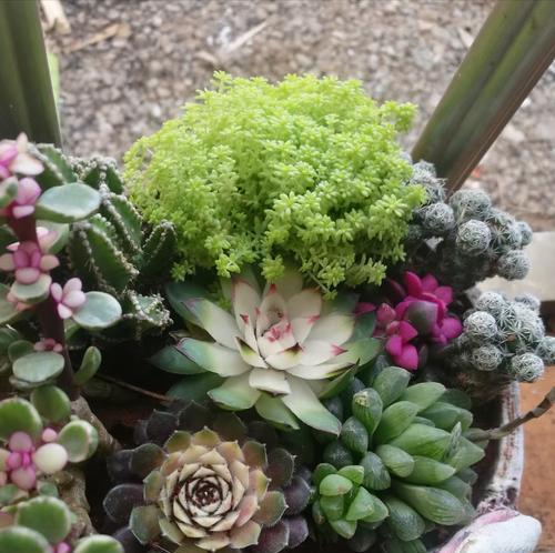 多肉开花有什么寓意?多肉开花预示着什么?