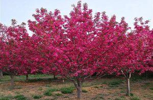 西府海棠是被子植物吗?西府海棠的植物分类是什么?
