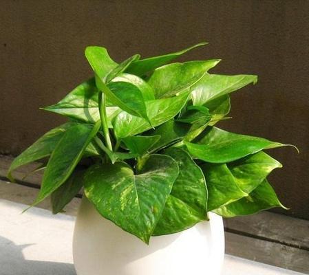 属马适合养什么花?属马的人养花有哪些推荐?