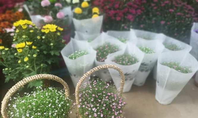 满天星有几种颜色?不同颜色满天星的特点是什么?