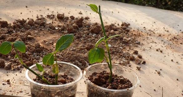 樱桃扦插生根最快方法是什么?樱桃扦插生根技巧有哪些?