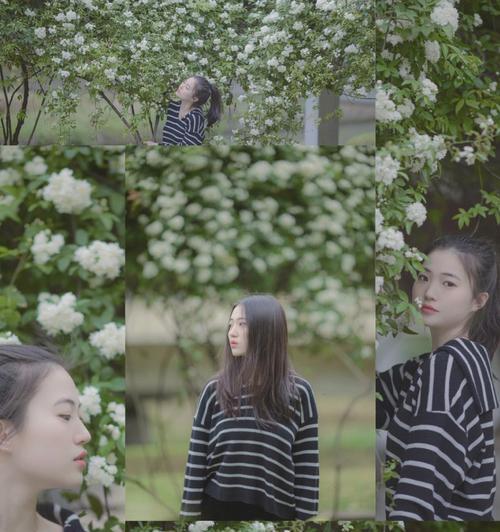 七里香喜阴还是喜阳?七里香的养护环境是怎样的?