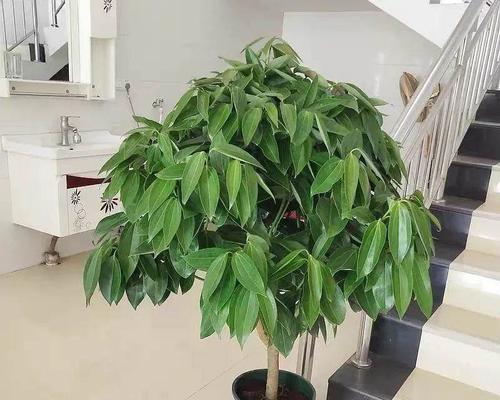 平安树是什么树?平安树的别名有哪些?