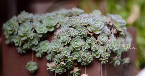 烧过的蜂窝煤可以直接种花吗?蜂窝煤种花的注意事项是什么?