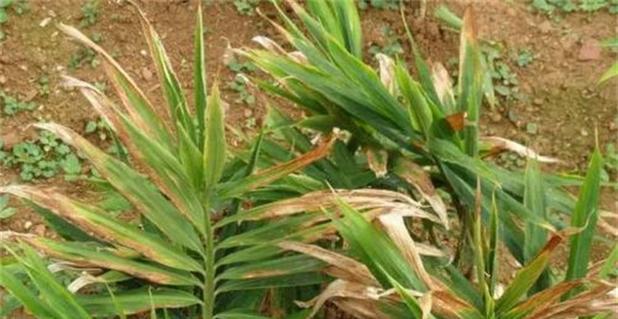 生姜钻心虫防治方法有哪些?生姜病虫害防治技术是什么?