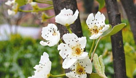 梨树只开花不结果怎么办?梨树不开花结果的原因和处理方法是什么?