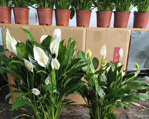 一帆风顺施什么肥好?一帆风顺施肥方法和注意事项是什么?