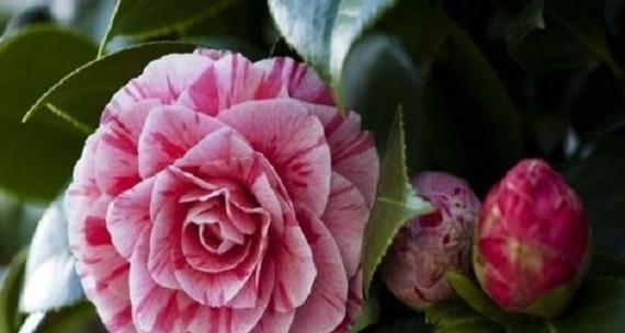 茶花是雌雄同株吗?茶花的植物学特征是什么?