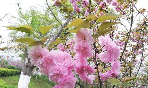 樱花又叫什么花?樱花的别名有哪些?