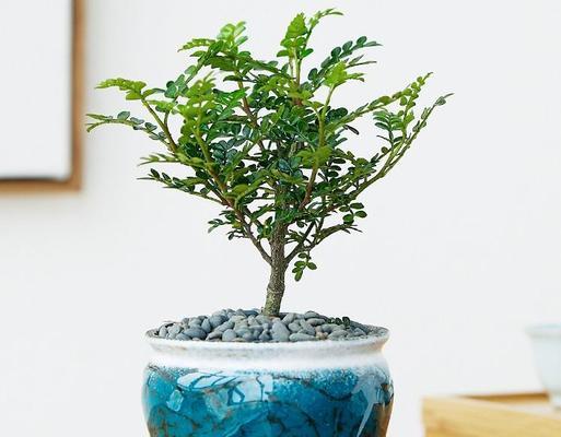 清香木怎么繁殖?清香木繁殖方法和注意事项是什么?